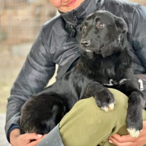 STRÖPPCHE (♀) - reist auf PDR PS im PLZ Bereich 66 (JW 24/05)