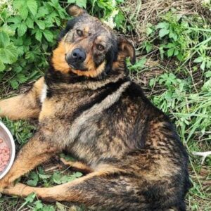 MATEI (♂) - Notfall! - vom Auto angefahren, verletzte Wirbelsäule