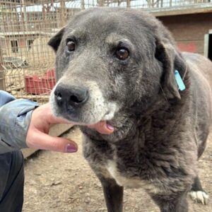 BARNY (♂) - Senior mit Problemen beim Laufen