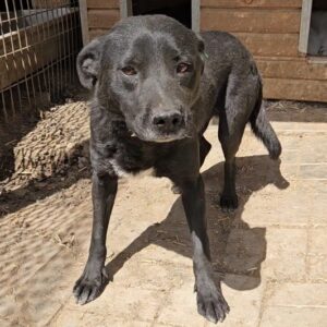 BALTHAZAR (♂) - Beissopfer, mehrere alte und neue Bisswunden