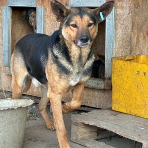 BECKS (♂) - seit 2020 im Shelter