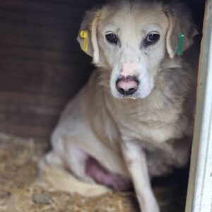 TOFFEE (♂) - Notfall, leidet im Shelter - beginnende Hautprobleme