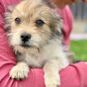 GIPSY (♀) - reist auf PDR PS im PLZ Bereich 92 (JW 27/05)