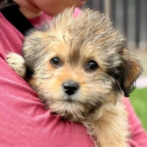 PAULI (♂) - reist auf PDR PS im PLZ Bereich 92 (JW 27/05)