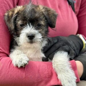 PIPPO (♂) - Interessenten vorhanden - MD 8.5.24