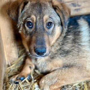ELBA (♀) - NOTFALL - Verletzung an einer Hinterpfote - in großer Angst