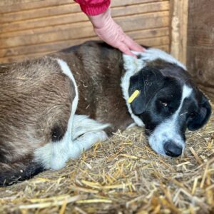 ROSLIN (♀) - seelischer NOTFALL - keine Lebensfreude mehr