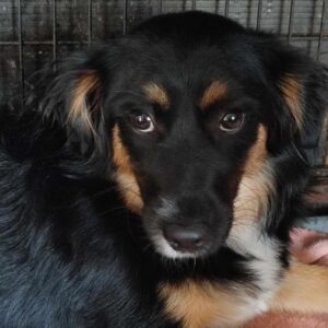 CALLIE (♀) - auf PS im PLZ Bereich 42 (NU)