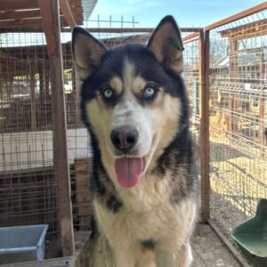 MOONLIGHT (♂) - unvermittelbar