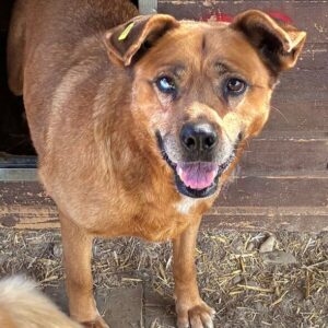 LITCHIE (♀) - linkes unteres Hinterbein amputiert - seit mind. 2022 im Shelter