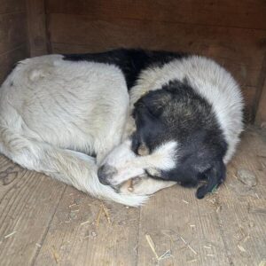 ARAMIS (♂) - wird gemobbt, sollte dringend ausreisen