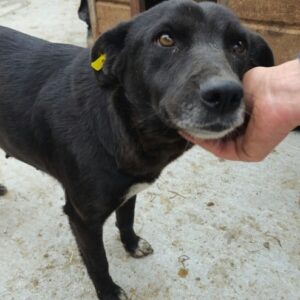 ROSALINDE (♀) - sehr dünn - sollte zeitnah reisen!