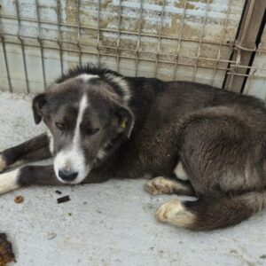 MIKLAS (♂) - sehr dünn