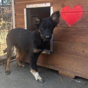 CULIO (♂) - sollte dringend ausreisen - reserviert TH Filderstadt (AL 23.05.)