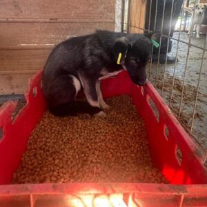 FILIUS (♂) - zu dünn, sollte dringend ausreisen - hat Interessenten (JW 26/05)