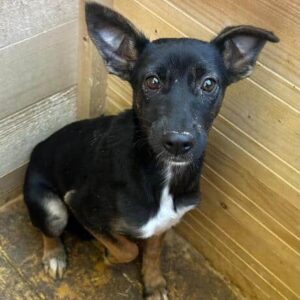 SIRA (♀) - sollte dringend ausreisen - reserviert TH Filderstadt (AL 26.05.)