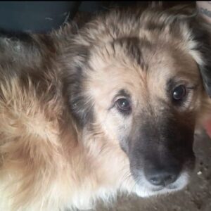 CURVY (♀) - Rechtes Vorderbein fehlt