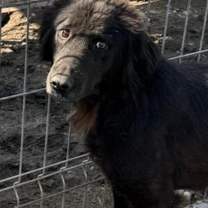 MORGANA (♀) - sehr dünn