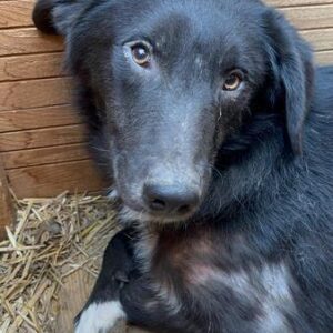 DANIELO (♂) - NOTFALL: Hautprobleme, kommt nicht zurecht!