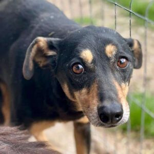 MARAL (♀) - Seelischer NOTFALL - schwerer Stand im Kennel