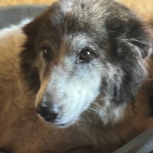 MAORI (♀) - NOTFALL - Rechte Vorderpfote defekt