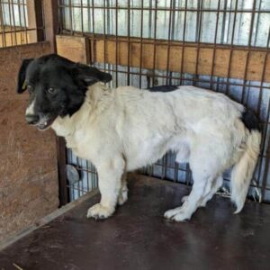 TABASCO (♂) - zu dünn