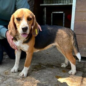 KINGA (♀) - reserviert für Laufhunderettung - P.M. (25.05.25)