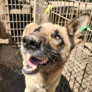 LALE (♀) Notfall: zu dünn reserviert (23/05 MH)