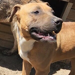 LORI (♀) - Notfall: zu dünn