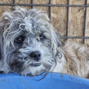 WOLLY (♂) - reserviert TINO (23/05)