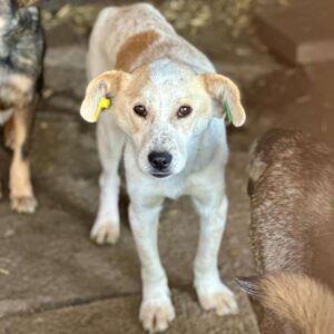 ALFIE (♂) - Angstschnapper