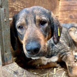 SHILOH (♀) - Seelischer NOTFALL!