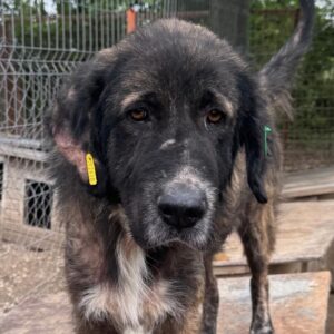 HERMAN (♂) - NOTFALL: Extreme Hautprobleme