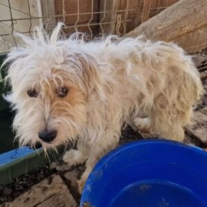 WOLLY - ausgereist zum TST Rösrath