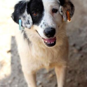 YIN YANG - reserviert TH Koblenz - vermittelt