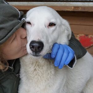 YUKKI - auf Pflegestelle in PLZ 1 - vermittelt