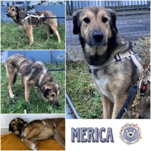 MERICA (♀) in 66265 Heusweiler - vermittelt