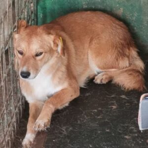 TOUBA (♀) - RBB 04/25