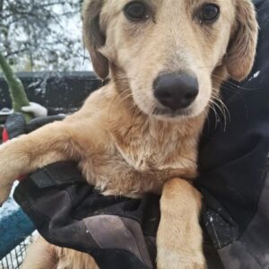 LIMONY (♀) - vom Auto angefahren, Bein verletzt (Doppelerfassung=QUOKKA)