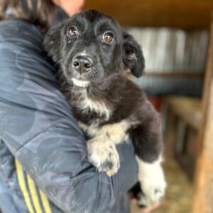 STERNCHEN (♀) – ausgereist zur Tierhilfe Lebenswert DR 25.04.25