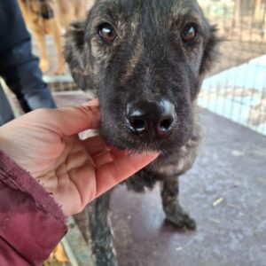 EMMA (♀) - auf PS im PLZ Bereich 74 (NE) - vermittelt