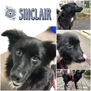 SINCLAIR (♂) in 86830 Schwabmünchen - vermittelt