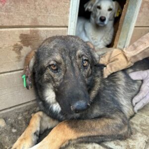 XANTARA (♀) - Notfall in Rumänien - jetzt auf PS im PLZ Bereich 53 *ausgereist*