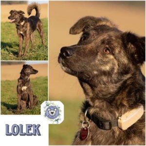 LOLEK (♂) in 97922 Lauda-Königshofen - vermittelt