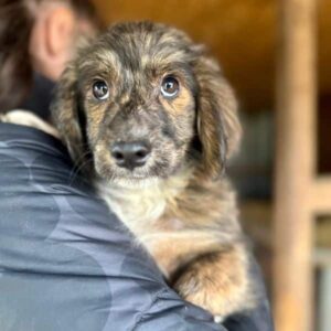 AKIKO (♂) - vermittelt MD