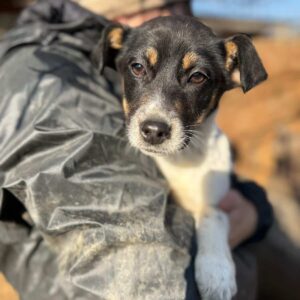 CARLA (♀) - auf PS im PLZ Bereich 47 (NE) *ausgereist*