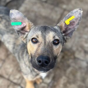 TOMTE (♂) - auf PS im PLZ Bereich 33 (NE)