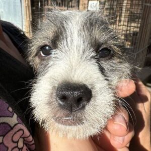 RAYA (♀) - ausgereist zum TST Rösrath