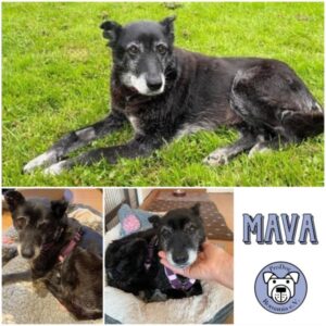 MAVA - Gnadenplatzhund seit dem 12.04.2025