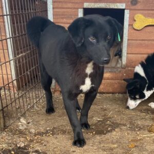 ACIANO - vermisst 11/24